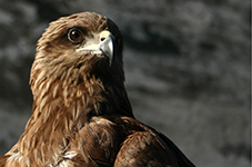 Phoenix Alliance’s inspiring quote for October 20th, 2014